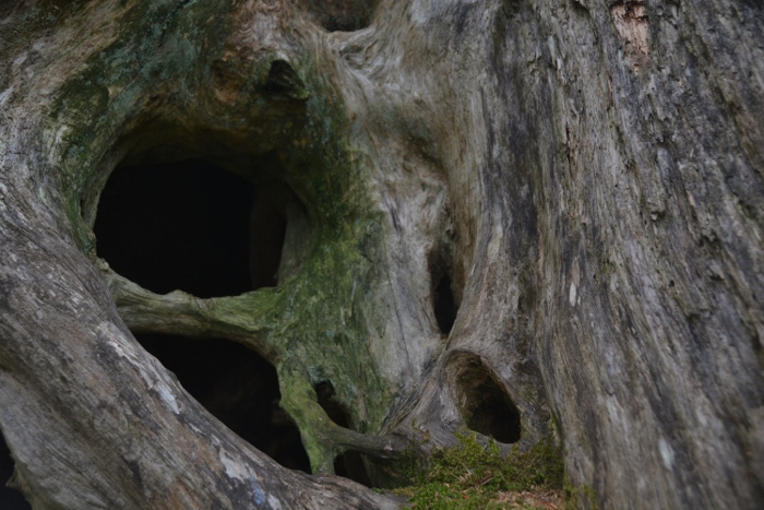 a tree formation along the nature trail at Cape Lookout State Park
